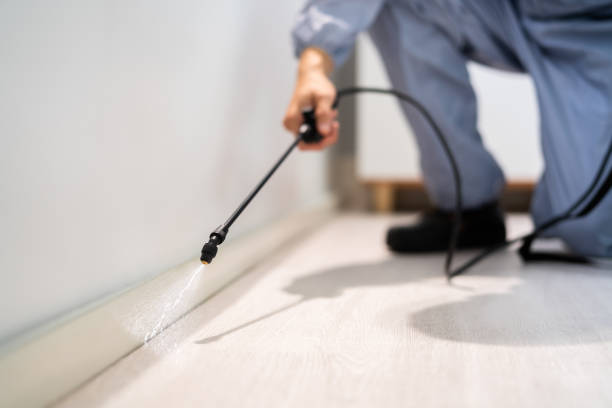 Best Local Pest Control Services  in Rock Hill, MO