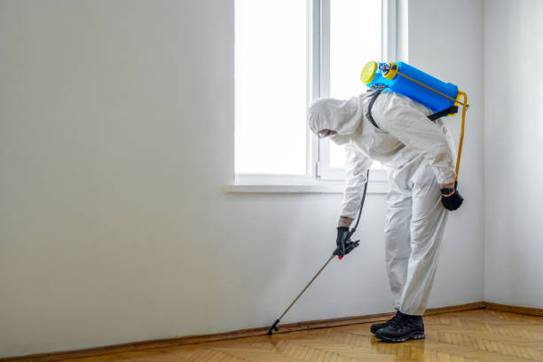 Best Bed Bug Extermination  in Rock Hill, MO