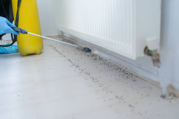 Best Ant Control Services  in Rock Hill, MO